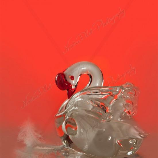 Glass swan and a swan feather on water by Nadine Platt
